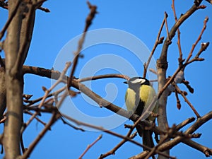 A beautiful bird