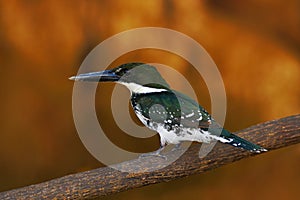 Beautiful bird. Amazon Kingfisher, Chloroceryle amazona, portrait of green and orange nice bird, CanoNegro, Costa Rica. Kingfisher photo