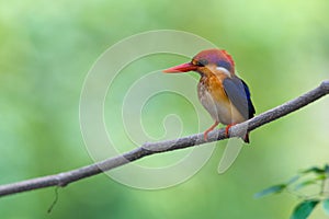 Beautiful bird Black backed Kingfisher.