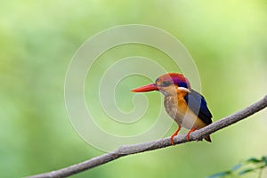 Beautiful bird Black backed Kingfisher.