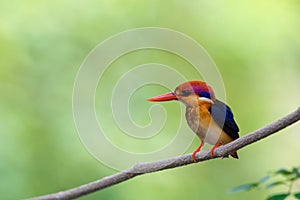 Beautiful bird Black backed Kingfisher.