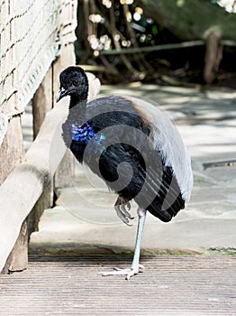 Beautiful bird with black, white and blue feathers