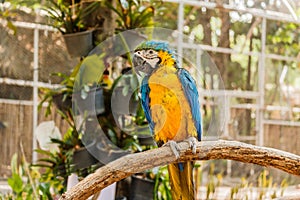 Beautiful bird Blue and Gold Macaw