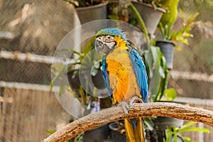 Beautiful bird Blue and Gold Macaw