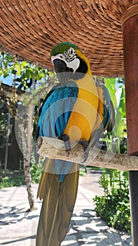 Beautiful bird Blue-and-Yellow Macaw standing on branches