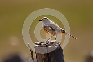 Beautiful_bird_Bluefronted_Redstart_Phoenicurus_frontalis_on_a_1690599600109_4