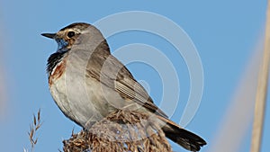 beautiful bird, bluethroat sings a song, close-up