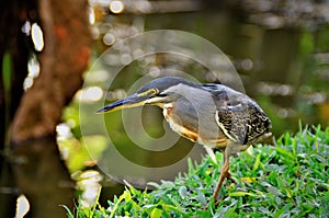 Beautiful bird Butorides striata at the edge of the pond