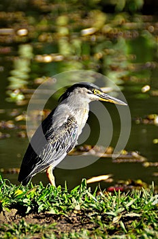 Beautiful bird Butorides striata in the grass