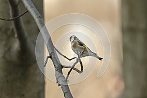 Beautiful bird Carduelis carduelis sitting on a branch of a tree that has a red head