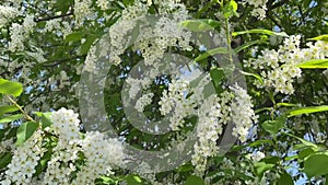 Beautiful bird cherry blossoms in spring tree. Bird cherry branches covered with small white flowers sway in wind.