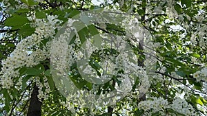 Beautiful bird cherry blossoms in spring tree. Bird cherry branches covered with small white flowers sway in wind.