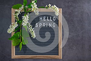 Beautiful bird cherry tree flowers frame with hwllo spring text. Mayday tree blossom branches with wooden frame on grey