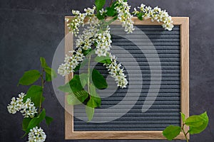 Beautiful bird cherry tree flowers frame. Mayday tree blossom branches with wooden frame on grey background. Spring