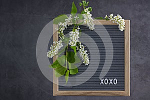 Beautiful bird cherry tree flowers frame. Mayday tree blossom branches with xoxo text on wooden frame on grey background