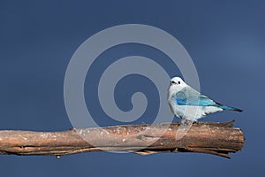 Beautiful bird, common tile - Thraupis episcopus