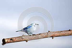 Beautiful bird, common tile - Thraupis episcopus. Sky