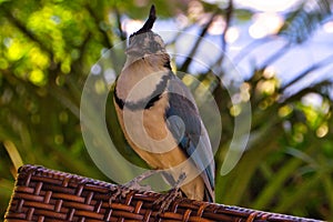 Beautiful bird from costa rica