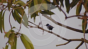 A beautiful bird is dancing on the branch of a mango tree with yellow leaves in summer