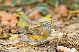 Beautiful bird Eyebrowed Thrush(Turdus obscures) drink water