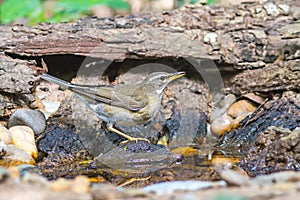 Beautiful bird Eyebrowed ThrushTurdus obscures drink water on tub