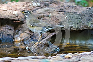 Beautiful bird Eyebrowed ThrushTurdus obscures drink water on tub