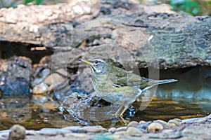 Beautiful bird Eyebrowed ThrushTurdus obscures drink water on tub at DoiInthanon Natural Park, Chiangmai ,Thailand