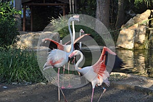 The beautiful bird Flamingo in the zoo park