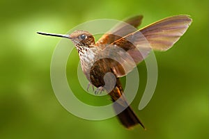 Beautiful bird in flight. Hummingbird Brown Inca, Coeligena wilsoni, flying next to beautiful pink flower, green background