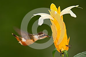 Beautiful bird with flower. Feeding scene with bird. Hummingbird in fly. Flying small hummingbird Purple-throated Woodstar with cl