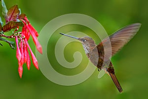 Beautiful bird with flower. Hummingbird Brown Inca, Coeligena wilsoni, flying next to beautiful pink flower, pink bloom in