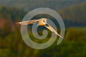 Beautiful bird in fly. Nice evening sun. Barn Owl, nice light bird in flight, in the grass, outstretched wings, action wildlife sc