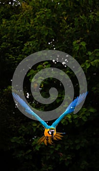 Beautiful bird flying , Blue and gold macaw flying on dark background