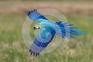 Macaw flying on green background