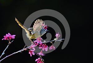 A beautiful bird flying on the pink flower, open it`s wings in black background