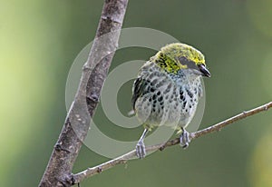 A beautiful bird in the forest