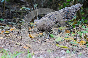 Beautiful bird in forest.