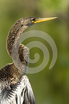 Everglades bird