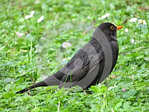 Beautiful bird in the grass, enjoying the sunshine