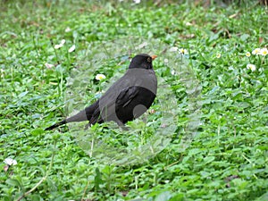 Beautiful bird in the grass, enjoying the sunshine