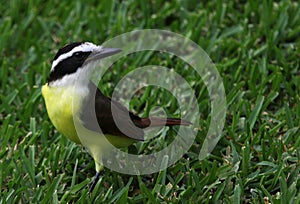 Beautiful bird Great Kiskadee Pitangus sulphuratus sitting in the grass photo