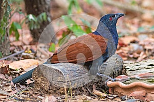 Beautiful bird greater coucal or crow pheasant