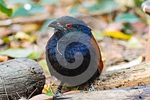 Beautiful bird greater coucal or crow pheasant (Centropus sinensis)