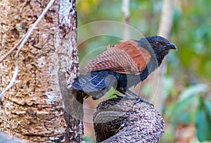 Beautiful bird greater coucal or crow pheasant Centropus sinensis on branch