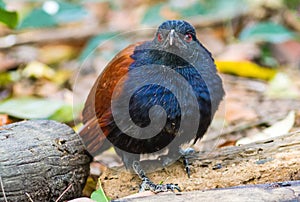 Beautiful bird greater coucal or crow pheasant Centropus sinensis drink water on branch in DoiInthanon Natural Park, Chiangmai ,