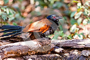 Beautiful bird greater coucal or crow pheasant Centropus sinensis drink water on branch in DoiInthanon Natural Park, Chiangmai