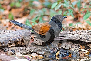 Beautiful bird greater coucal or crow pheasant Centropus sinensis drink water on branch in DoiInthanon Natural Park, Chiangmai