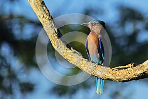 beautiful bird, india roller (coracias benghalensis) perching on branch of a tree, tropical forest in west bengal