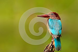 Beautiful bird from India. White-throated Kingfisher, Halcyon smyrnensis, exotic brawn and blue bird sitting on the branch, Sri La