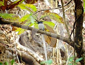 Beautiful Bird The Indian Paradise Flycatcher on Tree Branch